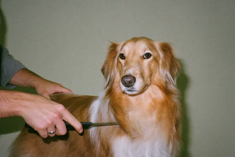 A long-haired dog being combed through by a groomer's hands