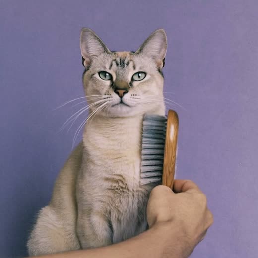 A cat being brushed during a grooming session
